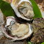 【ふるさと納税】【期間限定】【内容量が選べる】新鮮!笹川流れ産『天然 岩牡蠣』1kgセット M・Lサイズ 殻付き 生食 冷蔵 新潟県産 新潟県 村上市 県北 寝屋漁港 産地直送 牡蛎 かき カキ 岩がき 岩ガキ 生ガキ 生牡蠣 生牡蛎 魚介類 貝類 バーベキュー 1043002 1043003 14,000円