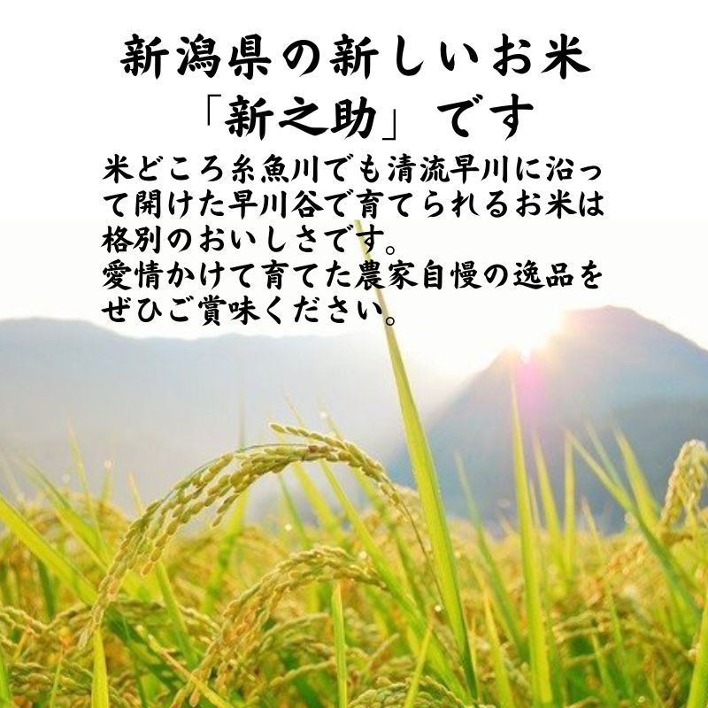 【ふるさと納税】【6ヶ月定期便】新之助 5kg ×6回 毎月お届け (計30kg) 真空パック農家直送 新潟県産 新潟 糸魚川 清耕園ファーム 美味しい 農家自慢 お米 白米 おにぎり お弁当 大粒 ツヤ 甘み 深い味わい 粘り 弾力