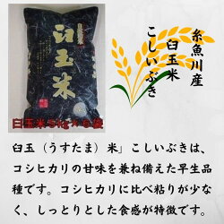 【ふるさと納税】令和4年度産 新潟産こしいぶき『臼玉米』 30kg 新潟 いといがわ 美味しいお米 新潟産こしいぶき コシヒカリの甘みを兼ね備えた早生品種です。しっかりとした食感が特徴です。･･･ 画像1