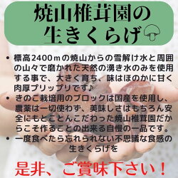 【ふるさと納税】【夏季限定】『生きくらげ』500g肉厚ぷりっぷり♪ 焼山しいたけ園 国産キクラゲ 新潟県 糸魚川 完全無農薬 画像2