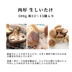 【ふるさと納税】 生しいたけ 肉厚500g （約12～15個）ジャンボ 手のひらサイズ 糸魚川 焼山しいたけ園 農園直送 新鮮 おすすめ 新潟県 お取り寄せ グルメ 国産 椎茸･･･ 画像1