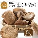 【ふるさと納税】【定期便】 生しいたけ 1kg(肉厚椎茸25～30個)×3ヶ月お届け 計3kg 焼山しいたけ園の手のひらシイタケ 新鮮 ジャンボ 農園直送 おすすめ 新潟県 お取り寄せ グルメ 国産 椎茸 しいたけ 3月末までの限定品 大きめサイズ･･･