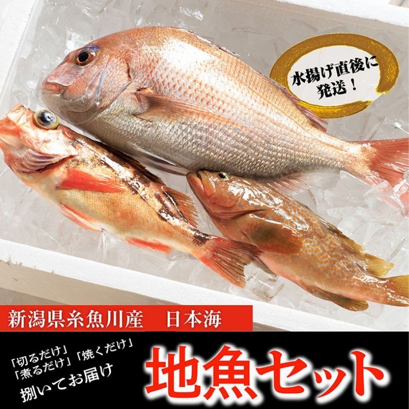 プロが選んだ!『魚屋の鮮魚詰め合わせセット』(刺身用1種と塩焼・煮付用下処理済各1匹づつ) 日本海から新鮮な魚をお届けします! 新潟県糸魚川 磯貝鮮魚店 旬の魚 詰合せ 海鮮 [能登半島地震復興支援]