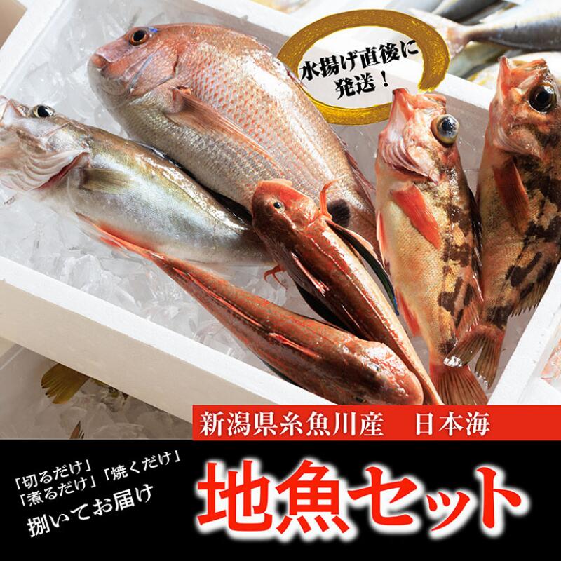 19位! 口コミ数「0件」評価「0」プロが選んだ!『魚屋の鮮魚詰め合わせセット』(刺身用2種と塩焼・煮付用下処理済各2匹づつ）日本海から新鮮な魚をお届けします!新潟県 糸魚川 ･･･ 
