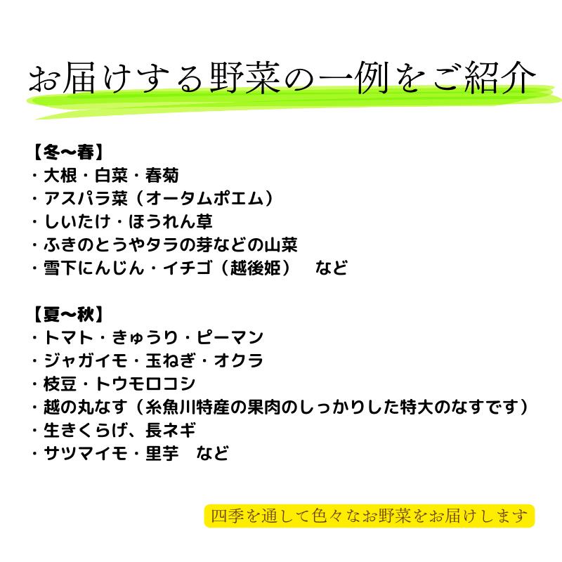 【ふるさと納税】定期便【隔月3回お届け】旬の野菜セットを直売所からお届け! (8～10品詰め合わせ) 大根・白菜・春菊・アスパラ菜・しいたけ・ほうれん草・ふきのとう・タラの芽・山菜・にんじん・イチゴ・トマト・きゅうり・ピーマン・ジャガイモ・玉ねぎ・長ネギ・里芋 2