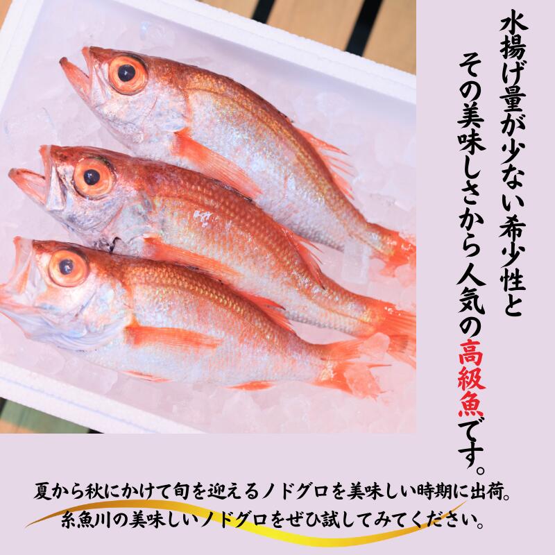 【ふるさと納税】【2024年7月出荷予定】天然のどくろ (アカムツ) 3尾 約1kg 鮮度抜群！水揚げ直後に発送 高級魚 生 刺身 塩焼き 煮付け 下処理可能 魚正 日本海 刺身 脂 あかむつ 先行予約 のどぐろ【能登半島地震復興支援】