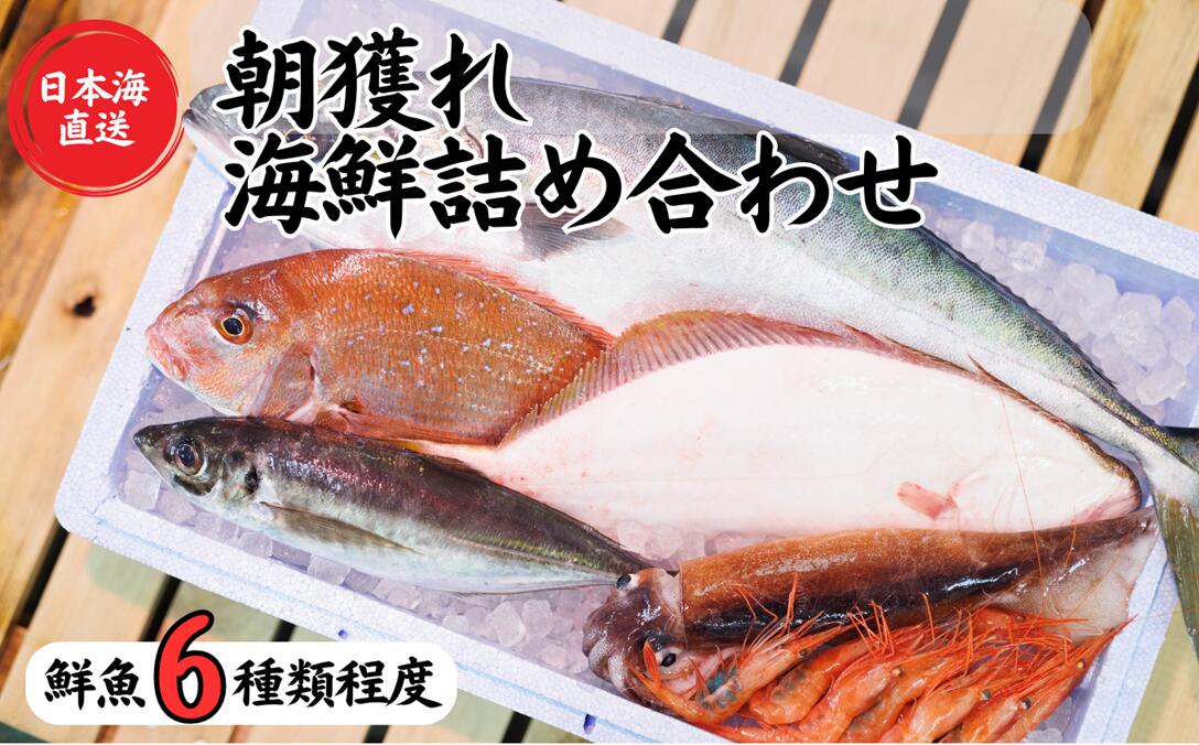 [魚種6種程度]日本海直送 旬の鮮魚詰め合せ鮮魚ボックス 魚のプロが選んだ厳選魚 新潟 糸魚川 能生漁港から朝獲れ新鮮な魚をお届け 生 (国産 天然 海鮮 お刺身 魚介類セット 鮮魚BOX 便利 簡単 お手軽) 魚正[能登半島地震復興支援]