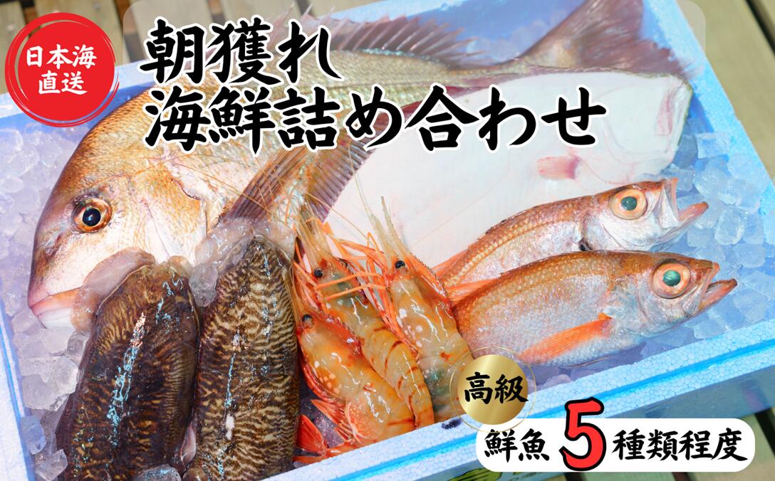 【魚種5種程度】日本海直送 高級鮮魚ボックス 旬の魚詰め合せ 魚のプロが選んだ厳選魚 新潟 糸魚川 能生漁港から朝獲れ新鮮な魚をお届け 生 (国産 天然 海鮮 お刺身 魚介類セット 鮮魚BOX 便利 簡単 お手軽 高級) 魚正【能登半島地震復興支援】