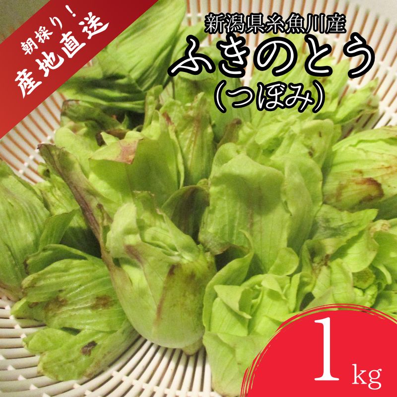 【ふるさと納税】【期間限定】令和7年産 旬の山菜 ふきのとう(つぼみ)1kg【新潟県 糸魚川市 山菜 フキノトウ 野菜 能生谷 おおかやば山菜園】