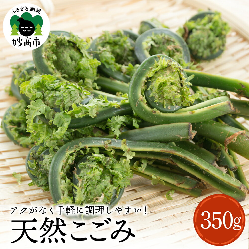 【ふるさと納税】天然 こごみ 350g 【4月初旬より発送】 山菜 天ぷら ごま和え 春の味覚 産地直送 国産 送料無料 新潟県 妙高市