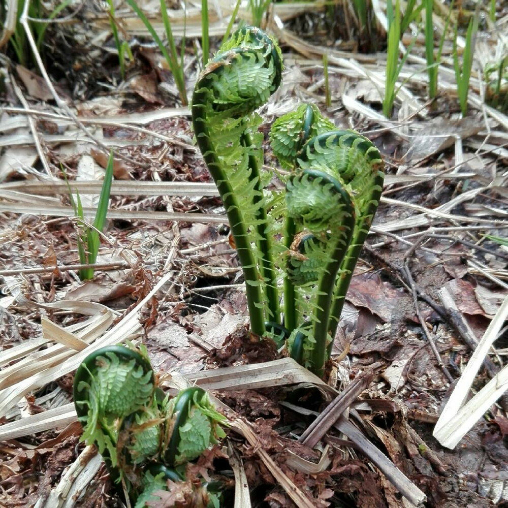 【ふるさと納税】天然 こごみ 350g 【4月初旬より発送】 山菜 天ぷら ごま和え 春の味覚 産地直送 国産 送料無料 新潟県 妙高市