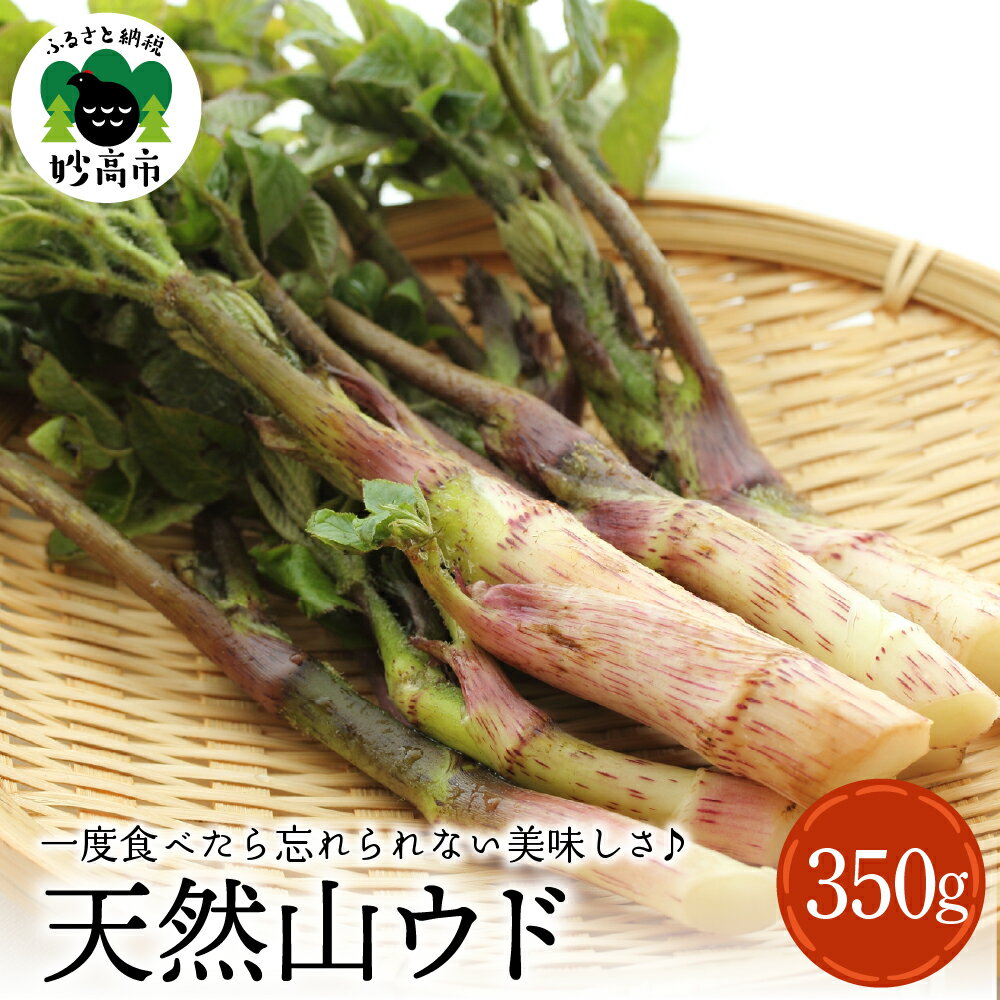 【ふるさと納税】天然 山ウド 350g 【4月中旬より発送】 山菜 天ぷら 酢味噌あえ きんぴら 春の味覚 産地直送 国産 送料無料 新潟県 妙高市