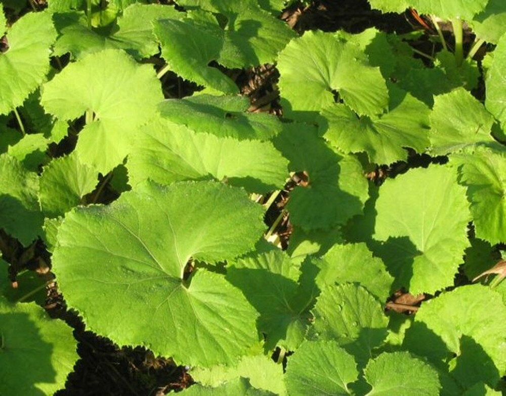 【ふるさと納税】天然 山ふき 300g 【5月初旬より発送】 山菜 煮物 春の味覚 産地直送 国産 送料無料 新潟県 妙高市