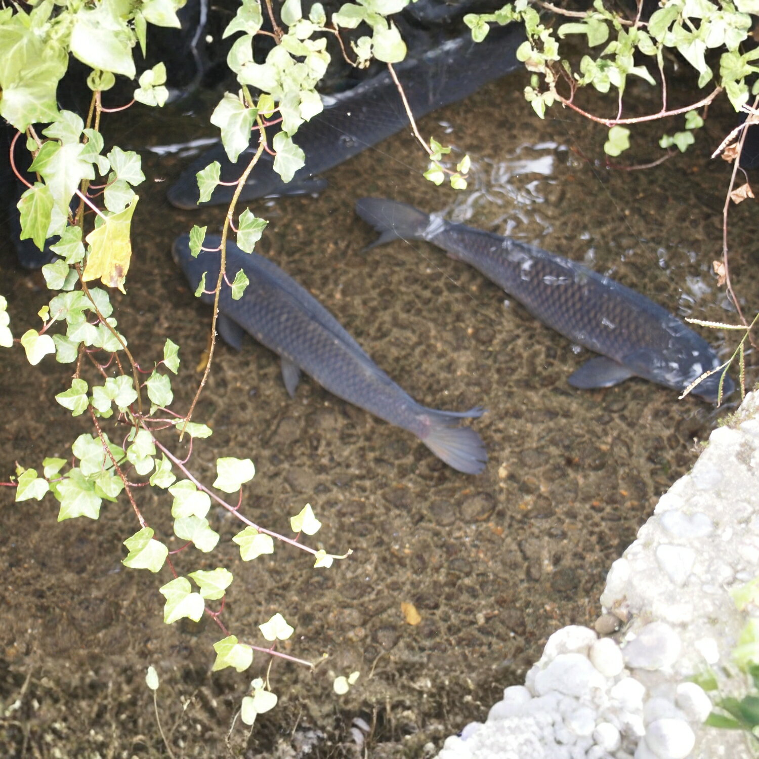 新潟県五泉市の画像2