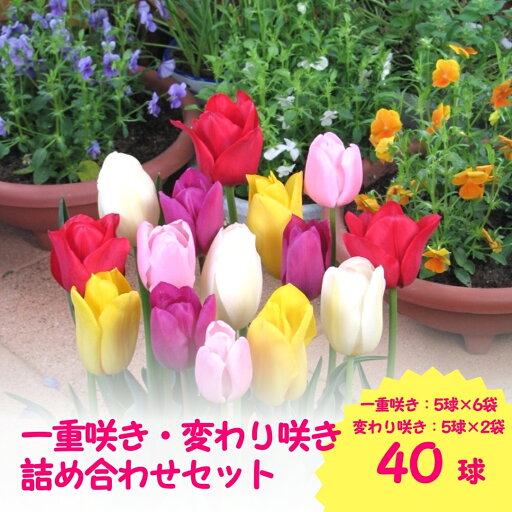 【ふるさと納税】【先行予約】チューリップ球根セット 40球入 (2025年9月中旬より順次発送)新潟県 五泉市 新潟県花卉球根農業協同組合 【ふるさと納税】【先行予約】チューリップ球根セット 40球入 (2025年9月中旬より順次発送)新潟県 五泉市 新潟県花卉球根農業協同組合