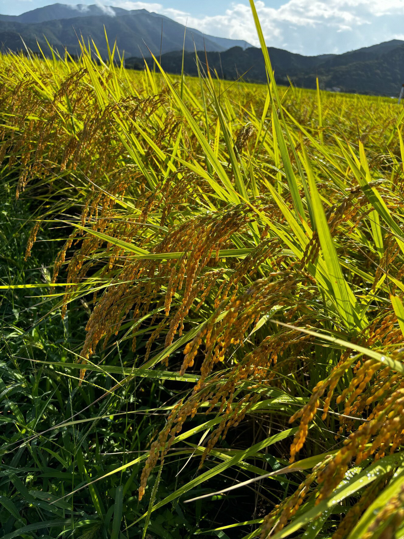 新潟県五泉市の画像2