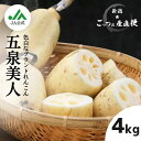 【ふるさと納税】【数量限定】美白れんこん「五泉美人」4kg 蓮根 レンコン 新潟県 五泉市 五泉蓮根生産組合 2025年10月中旬発送予定