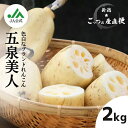 【ふるさと納税】早掘り レンコン 美白れんこん「五泉美人」2kg れんこん レンコン 夏季限定 新潟県 五泉市 五泉蓮根生産組合 2025年7月~9月まで