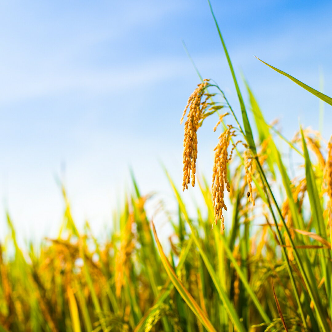 新潟県五泉市の画像3
