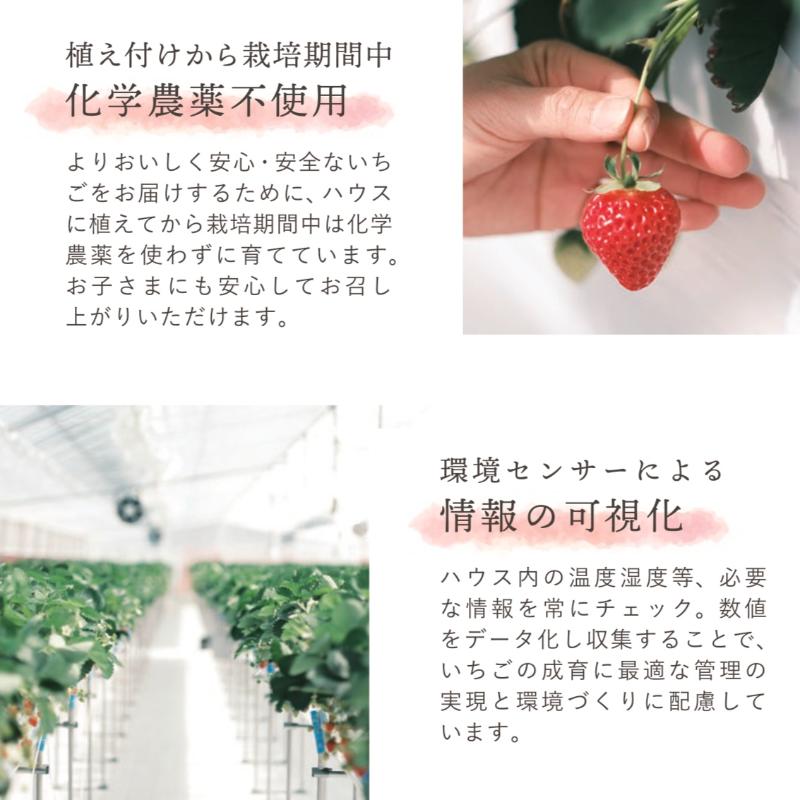 【ふるさと納税】いちご 大粒 カラダよろこぶ やみつき 越後姫 約400g×1パック (9～15粒入り) イチゴ 苺 上越市 新潟　お届け：2025年1月上旬～2025年5月下旬（天候や青果物の生育・収穫状況によりお届け時期が前後する場合がございます。）