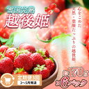 【ふるさと納税】定期便 3回【3~5月発送】雪国完熟いちご越後姫 170g×6全3回 定期配送 越後姫 いちご 定期便 完熟 苺 新潟 お届け:3月~5月の月1回お届けいたします。