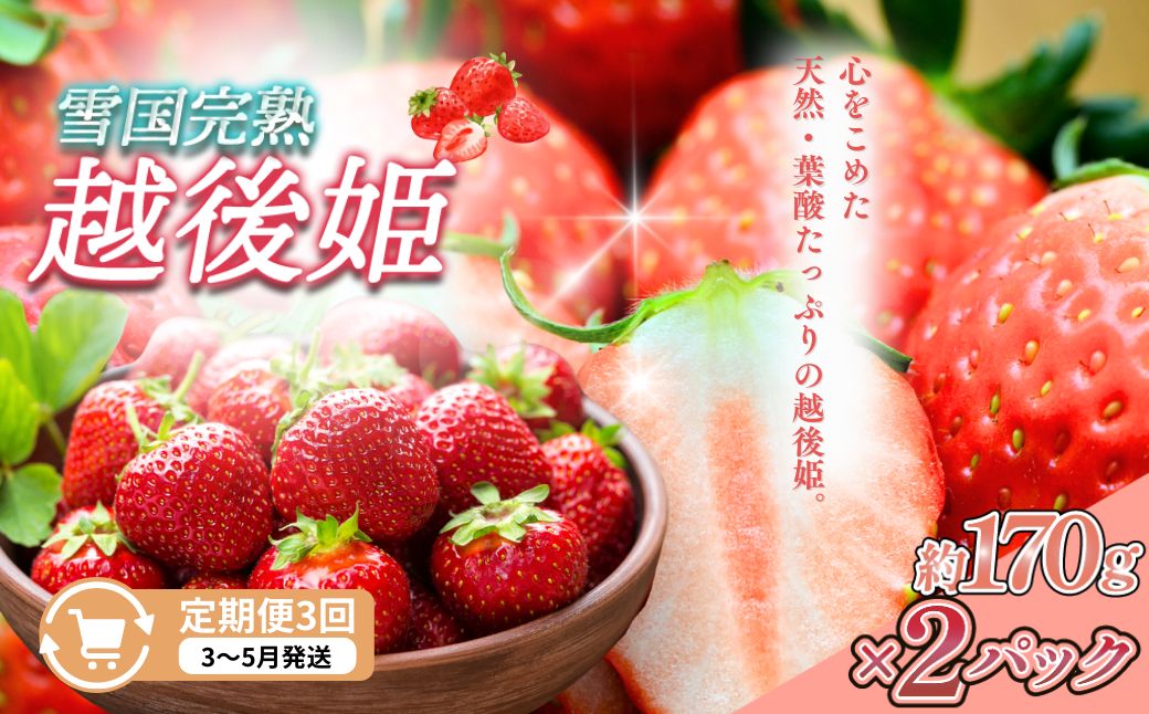 【ふるさと納税】定期便 3回【3～5月発送】雪国完熟いちご越後姫 170g×2全3回 定期配送 越後姫 いちご 定期便 完熟 苺 新潟　お届け：3月～5月の月1回お届けいたします。