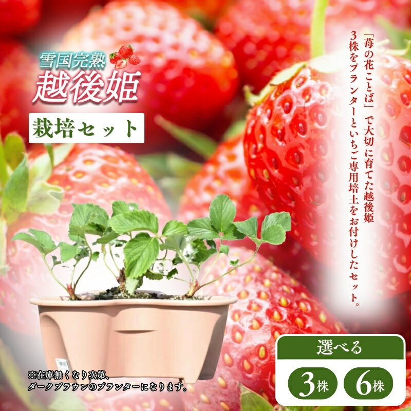 [先行予約|10月中旬より順次出荷]いちご 越後姫栽培キット 容量が選べる 越後姫 栽培キット 苺 栽培 プランター 植物 プラント お届け:2025年10月下旬〜12月下旬まで