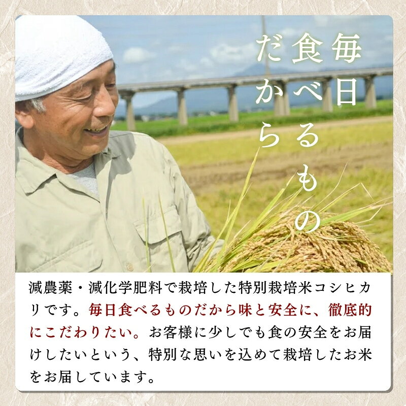 【ふるさと納税】お米 新潟県上越産 特別栽培米 コシヒカリ 5kg 令和7年産 こしひ...