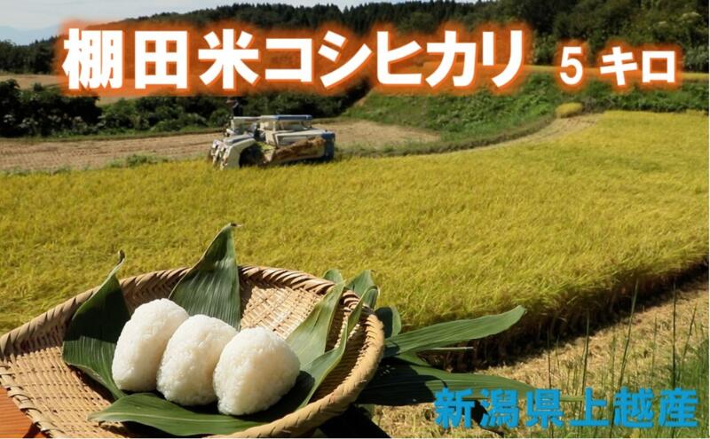 【ふるさと納税】隠れ棚田のコシヒカリ 5kg（令和6年産）こしひかり コシヒカリ 米 お米 こめ おすすめ 人気 ふるさと納税 新潟 新潟県産 にいがた 上越 上越産　お届け：準備でき次第、順次発送いたします。のサムネイル