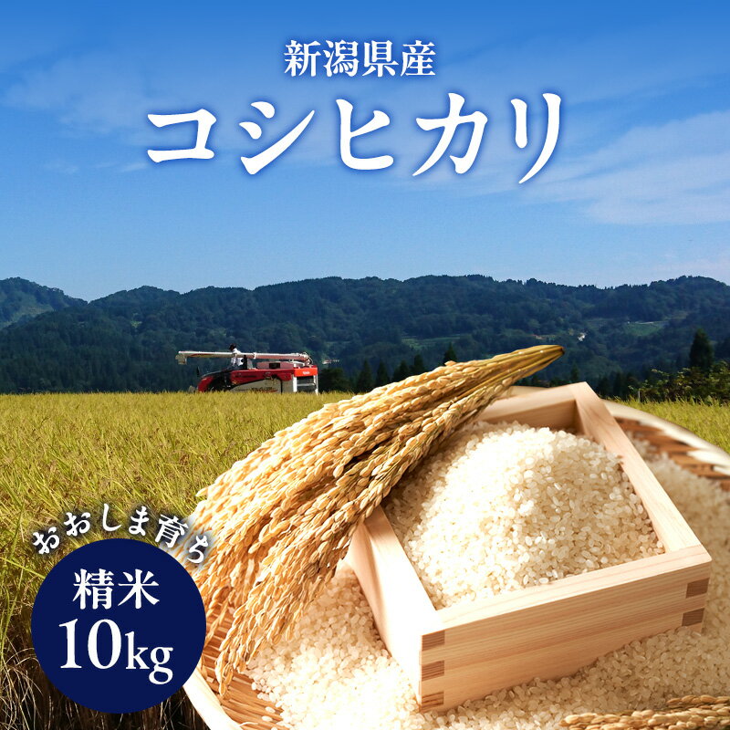 新潟県産コシヒカリ おおしま育ち 精米10kg入（5kg×2）上越市 お米 米 お取り寄せ 大島農業