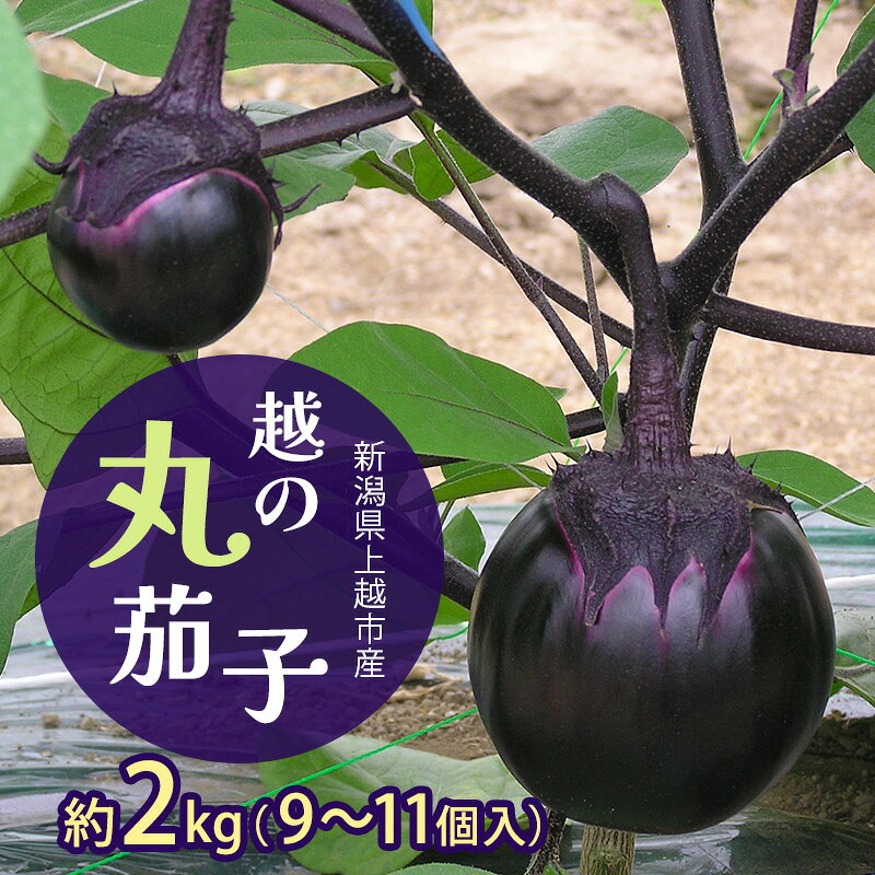 新潟県上越市産 茄子の大トロ 越の丸茄子2kg詰め（9個～11個入）ナス 丸茄子 野菜 新潟 上越 山本農園 お届け：2025年7月中旬～10月中旬まで