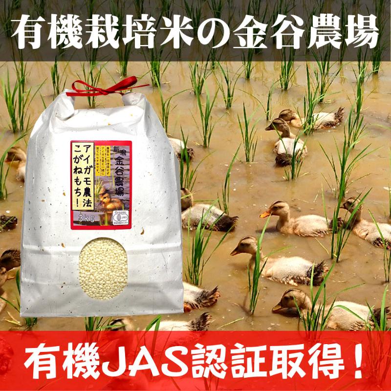 令和6年産 新潟県産アイガモ農法JAS有機栽培米こがねもち 白米6kg（3kg×2）もち米 オーガニック 新潟 有機栽培米の金谷農場