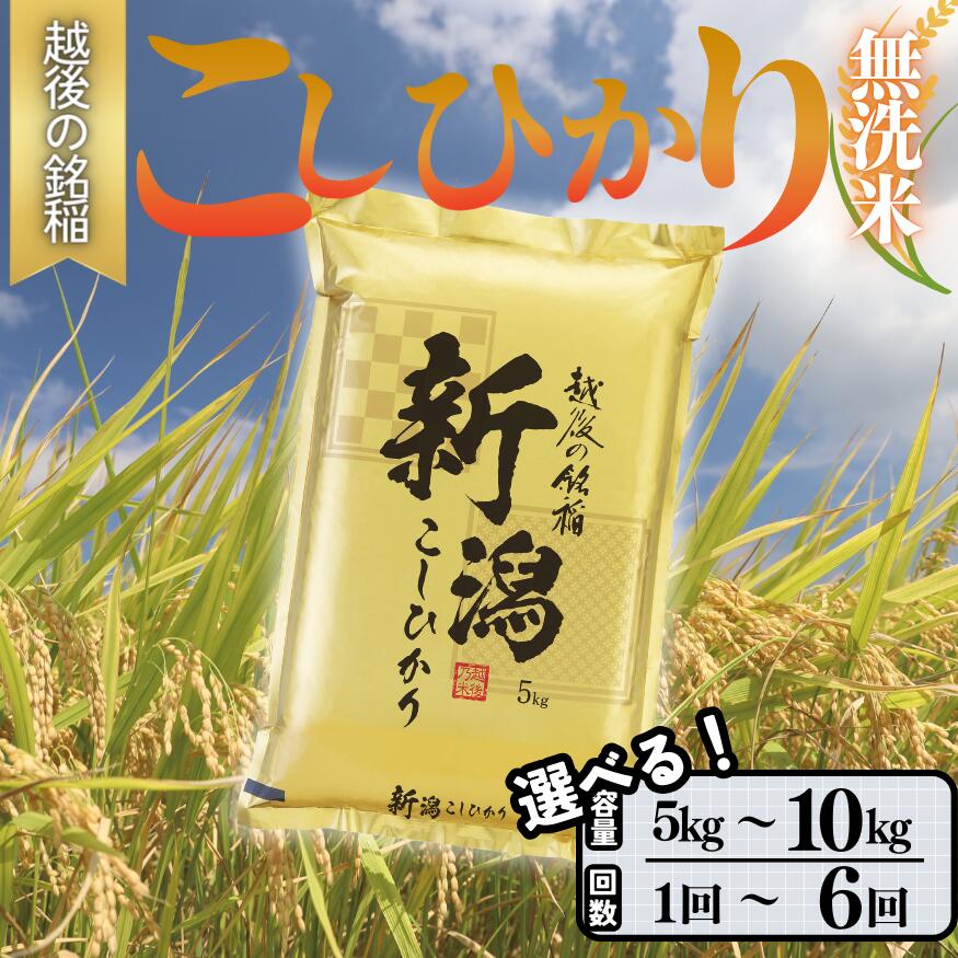 食味鑑定士厳選 無洗米 5kg 10kg 容量と配送回数が選べる 新潟県上越市産コシヒカリ こしひかり 米 お米 こめ おすすめ 新潟 新潟県産 にいがた 上越 上越産 ファインリョーコク