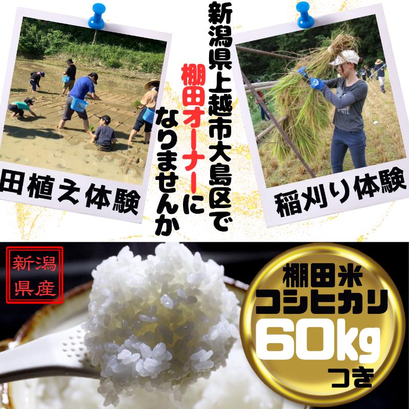 新潟県上越市大島区 棚田オーナー権と農作業体験 令和7年度産コシヒカリ60キロ付き 農業体験 田舎体験 田植え体験 稲刈り体験 上越市浦川原区総合事務所