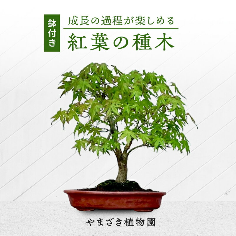 [成長の過程が楽しめる]紅葉の種木 盆栽 園芸 ガーデニング 鉢付き