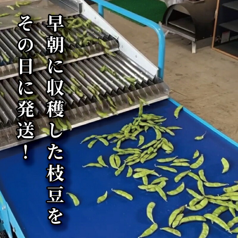 【ふるさと納税】先行予約 【数量限定】 朝採り 産地から当日発送！ 採れたて 枝豆 選べる容量 1kg 1.5kg 2kg 新潟 上越 高田圃場 上越市 えだまめ　お届け：2026年8月31日まで