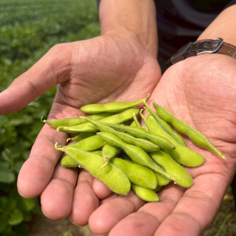 【ふるさと納税】枝豆 朝採り 産地から採った当日発送! 採れたて 1kg 1.5kg 2kg 新...