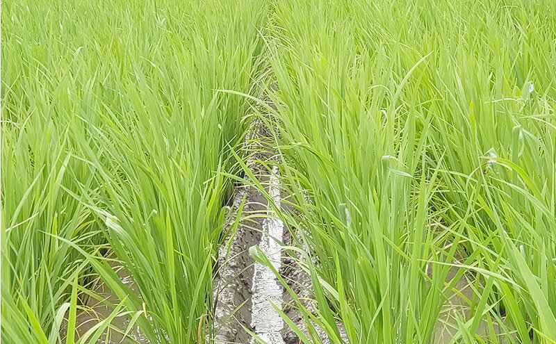 【ふるさと納税】米 新潟県上越市産 横山農園 コシヒカリ 令和7年産 5kg（5kg×1袋）こしひかり お米 精米 米 ご飯 送料無料 f152226-joetsu-10003018 新潟県上越市 サンプル画像3