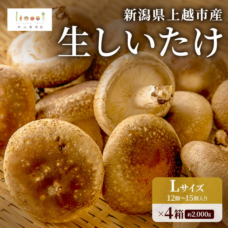 【ふるさと納税】新潟県上越市産 生しいたけ シイタケ 椎茸 Lサイズ 約500g （12個〜15個入り）×4箱 ...