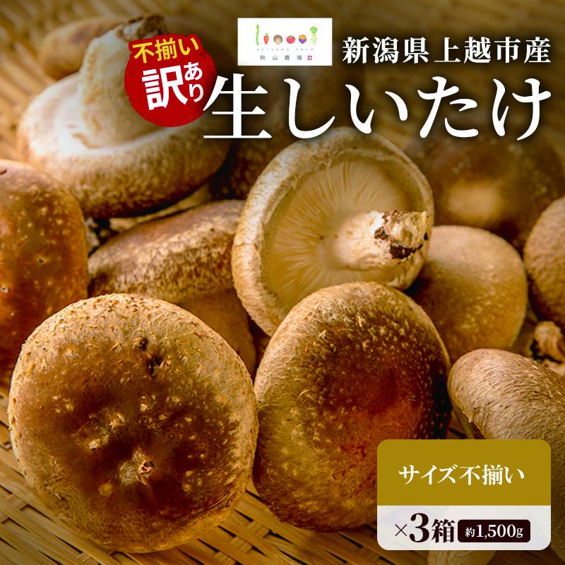 【ふるさと納税】不揃い 訳あり 新潟県上越市産 生しいたけ シイタケ 椎茸 約500g ×3箱（計約1.5kg） ...