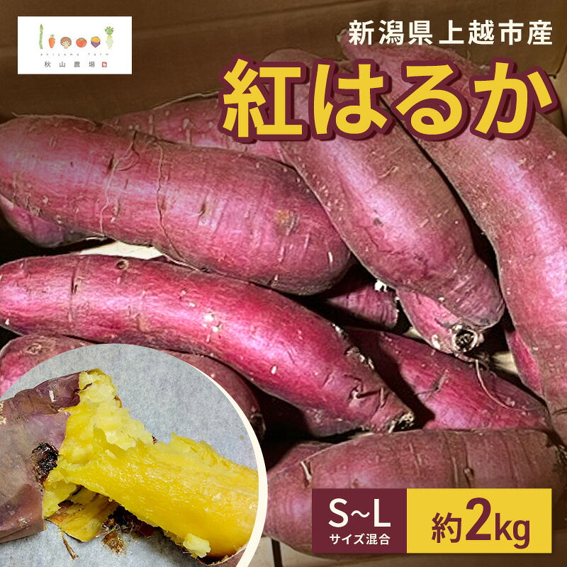 Satsuma Imo - 【ふるさと納税】新潟県上越市産 紅はるか サツマイモ さつまいも S-Lサイズ混合 約2kg 秋山農場グリーンプロジェクト