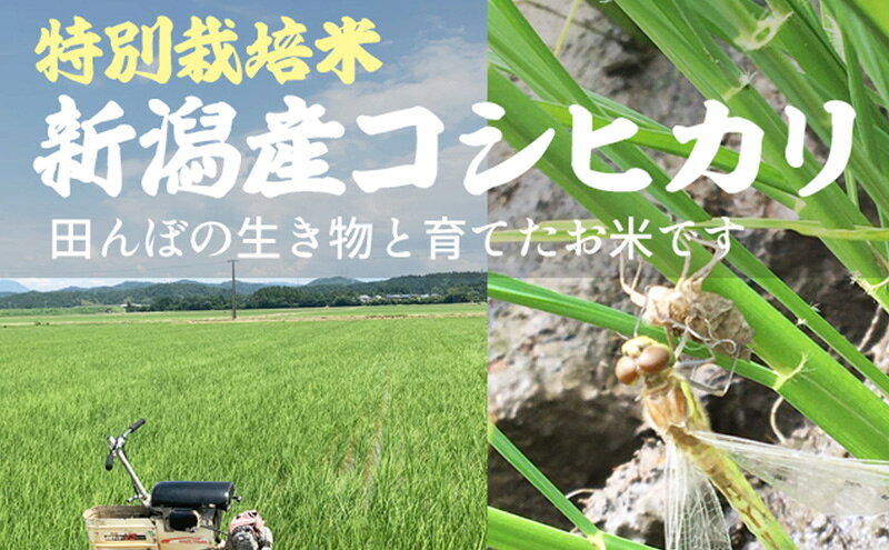 【ふるさと納税】令和7年 令和8年 新米 新潟県上越市産 特別栽培米 コシヒカリ 容量が選べる 2kg 5kg 10kg 15kg 20kg お米 コメ こしひかり ふぁーむ大地　お届け：10月中旬～12月下旬まで f152226-joetsu-10003169 新潟県上越市 サンプル画像2