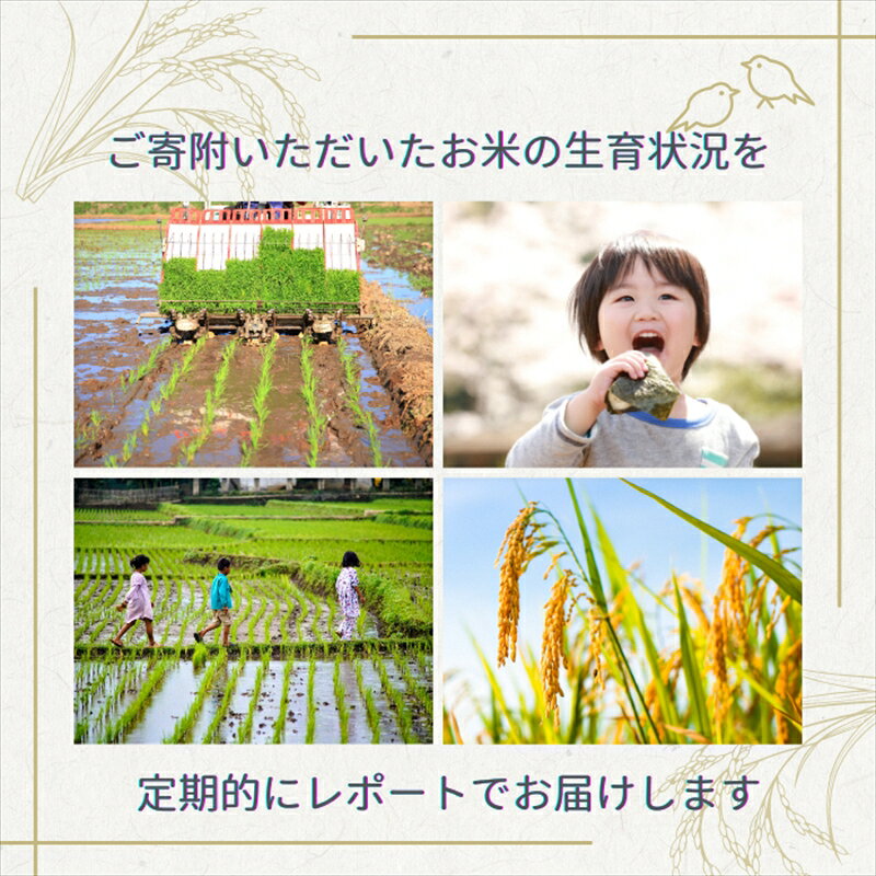 【ふるさと納税】高評価★4.85 【精米したて！】令和7年産 令和8年産 新潟県上越市産 コシヒカリ 5kg 5キロ 15kg 15キロ 30kg 30キロ 60kg 60キロ 定期便 3か月 6か月 12か月 3回 6回 12回 こしひかり 新米 先行予約 蛍の里　お届け：記載の配送開始日から順次発送 f152226-joetsu-10001181 新潟県上越市 サンプル画像3