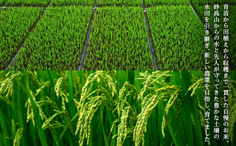 【ふるさと納税】先行予約 新米 令和8年 新潟県 上越産 こしひかり 10kg （5kg×2袋） 和泉 ワイズファーム 上越市 精米 米 ギフト 喜ばれる コシヒカリ　お届け：2026年10月中旬～2027年10月下旬まで f152226-joetsu-10003354 新潟県上越市 サンプル画像2
