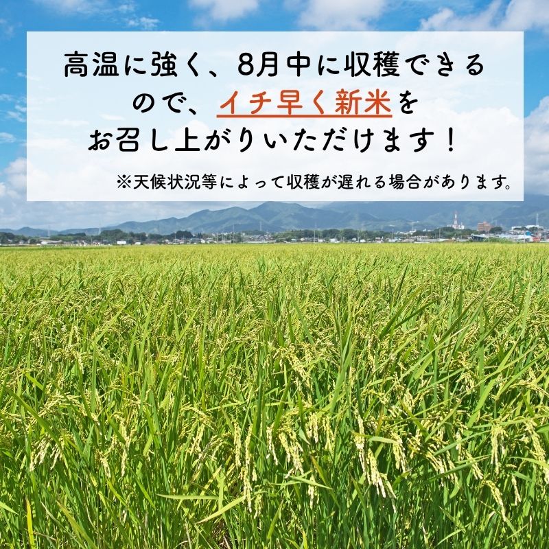 【ふるさと納税】令和8年産 新米 新ブランド 【なつひめ】 新潟県上越市産 5kg 5キロ 先行予約 新品種 蛍の里　お届け：2026年9月上旬以降順次配送 f152226-joetsu-10003234 新潟県上越市 サンプル画像3