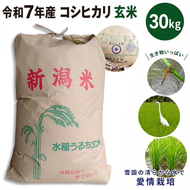 数量限定 令和7年産 新潟県上越市産 玄米 コシヒカリ 30kg 愛情栽培 アフコ・秋山農場のPB米