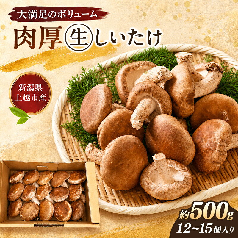 [先行予約 11月下旬発送]新潟県上越市産 肉厚 生しいたけ シイタケ 椎茸 Lサイズ 約500g(12個〜15個入り)×1箱 秋山農場グリーンプロジェクト お届け:令和8年11月下旬発送
