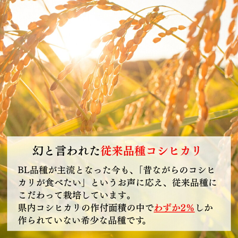 【ふるさと納税】令和8年産 新潟県上越産 特別栽培米 コシヒカリ 定期便 5kg×3回 計15kg 【玄米】 従来品種 こしひかり 新米 おおた農場 上越市　お届け：寄附入金確認後、順次発送 f152226-joetsu-10003586 新潟県上越市 サンプル画像2