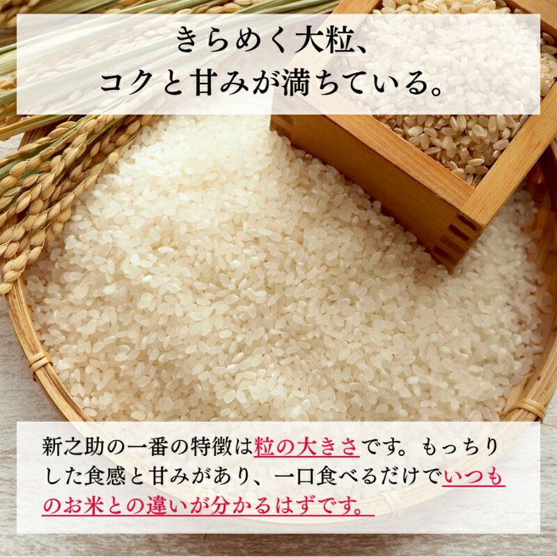 【ふるさと納税】令和8年産 新潟県上越産 特別栽培米 新之助 定期便 5kg×6回 計30kg 【玄米】 従来品種 こしひかり 新米 おおた農場 上越市　お届け：寄附入金確認後、順次発送 f152226-joetsu-10003555 新潟県上越市 サンプル画像2
