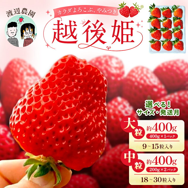 [配送時期と容量が選べる]いちご 大粒 中粒 カラダよろこぶ やみつき 越後姫 イチゴ 苺 上越市 新潟 渡辺農園 お届け:2027年1月採れ次第〜2027年6月中旬
